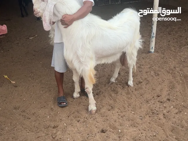 فحل باكستاني للبيع