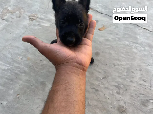 جرو مينوا العمر 30 يوم للبيع ساوم