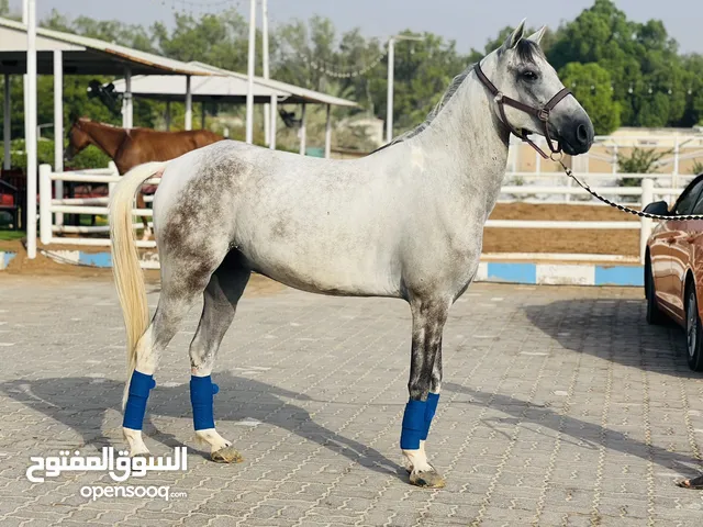 Horse For sale