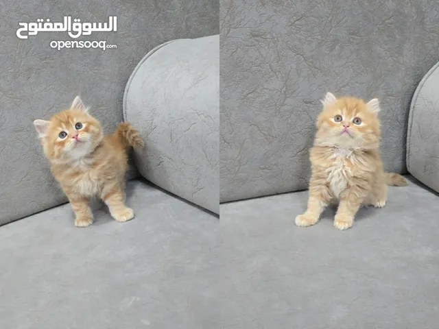 ذكر وانثى شيرازي male and female Persian