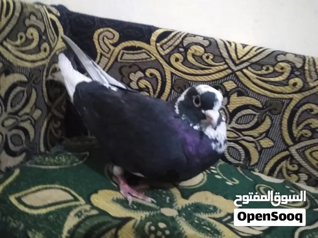 حمام قلاب فاص مانتج