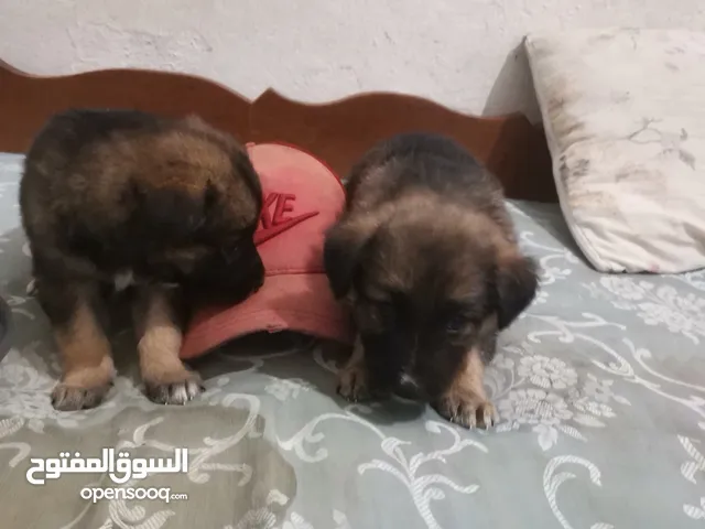 كلاب جرمن 45 يوم