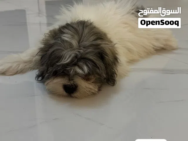 مكس شيتزو ومالتيز  - ابوظبي