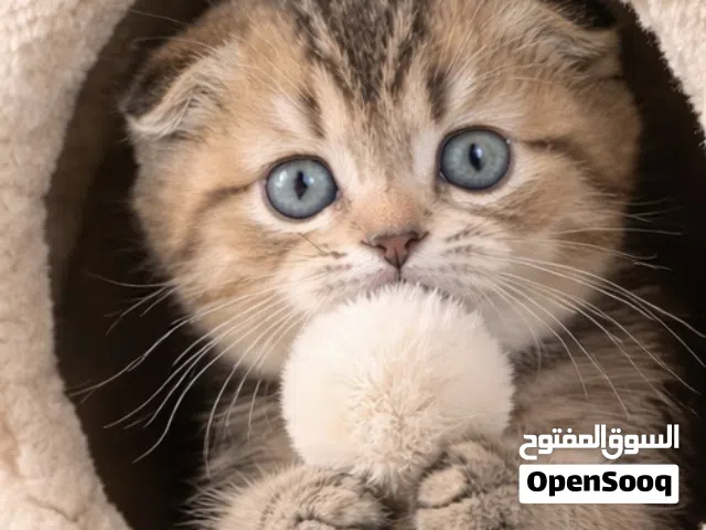 Scottish fold female registered & imported father from Russia