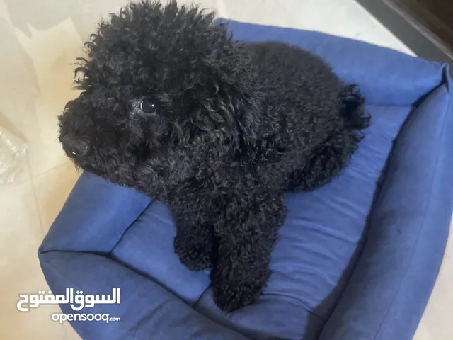 للبيع توي بودل ربوة بيت
