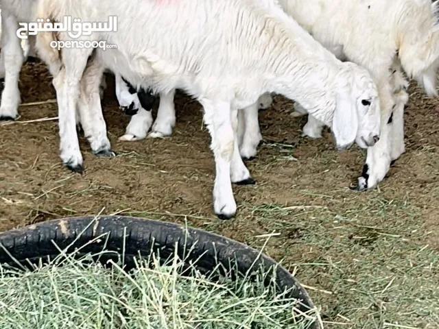 مواشي حري غنم
