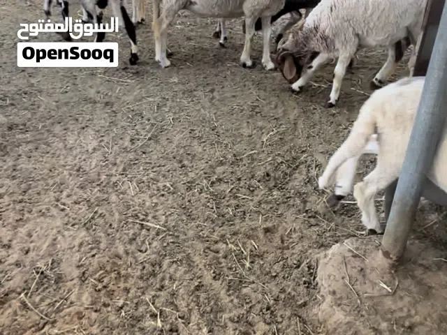77 نعجة و 3 فحولة