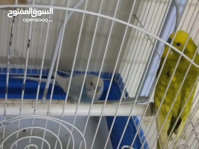 Beautiful Birds For Sell 3 Bird with Cage
