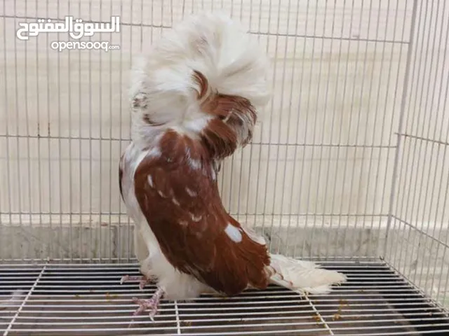 فحل حمام فوطه خط اول