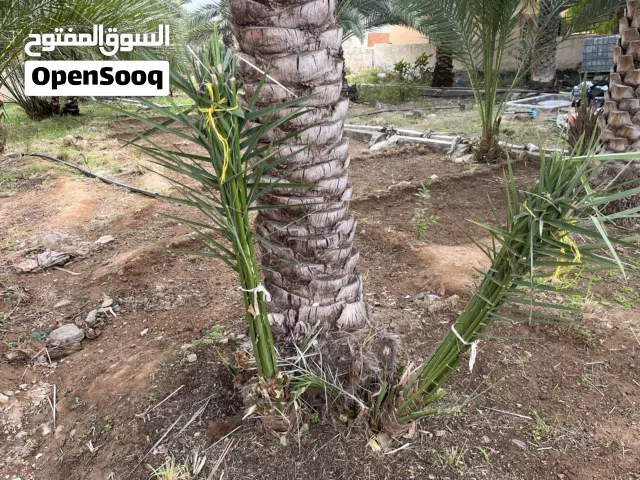 صرم للبيع ...