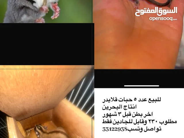 شوقر قلايدر انتاج البحرين