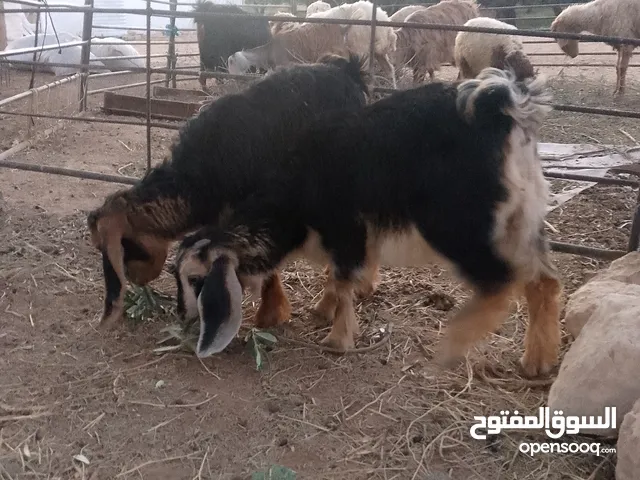 توم صخال صلات انبي العمر شهرين ونص مفطومات عطاوله بسعر حرق اثنتين ب160