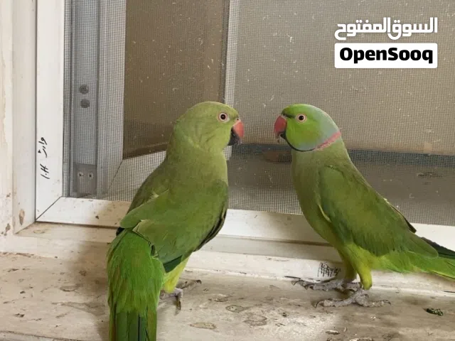 زوج دره للبيع