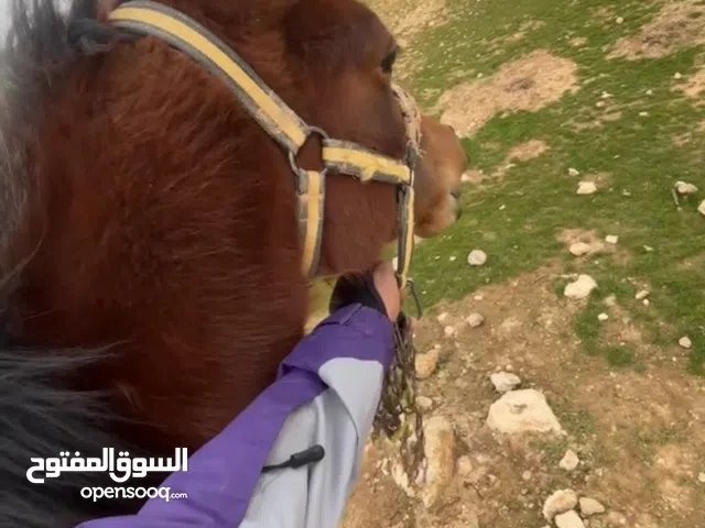 ما شاءالله     مهر راس عربي دم حامي