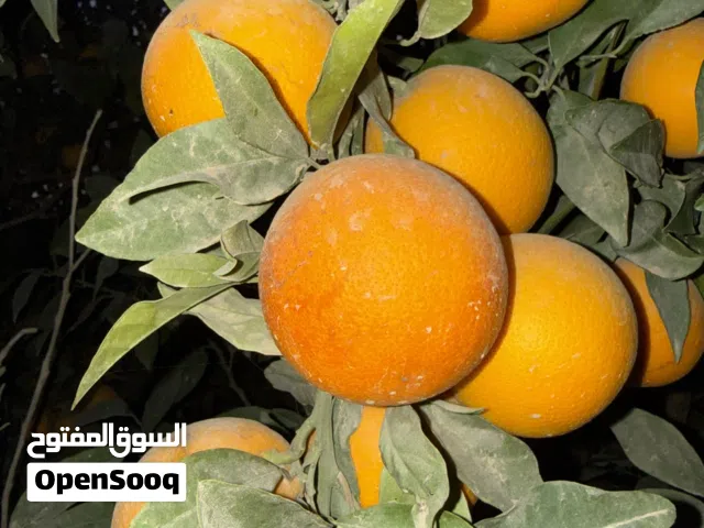برتقال في   امه جوده عاليه حجم كبير نضيف