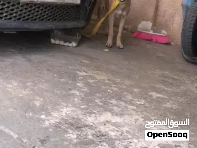 كلب ميلنوا