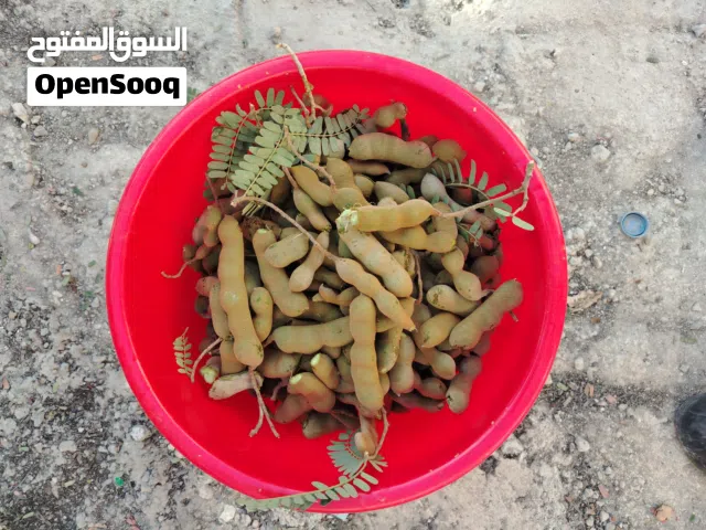 صبار متوفر احمر