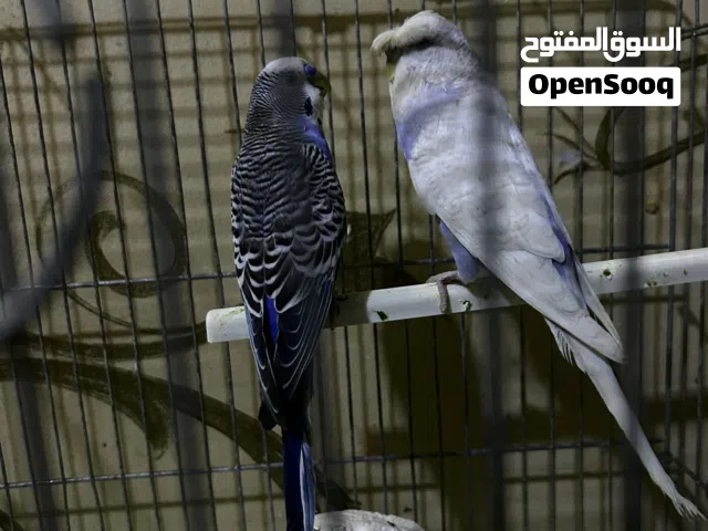 للبيع زوج طيور هند (البادجي)