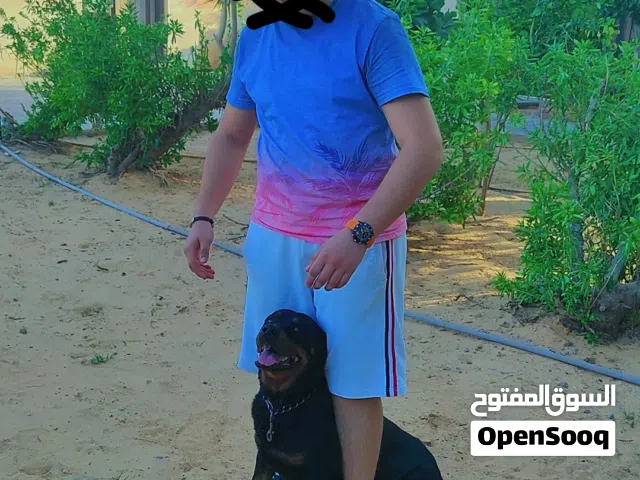 عرض اليوم كلب رود و جيرمن للبيع السعر حرق