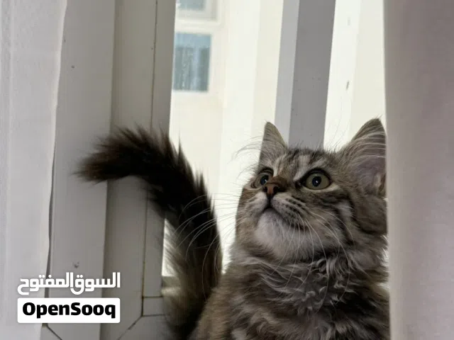 قطة منزلية  كيوتة: Domestic Longhair