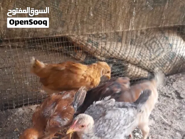 5فرخات وديك بلدي صحه ونضافه عمر شهرين