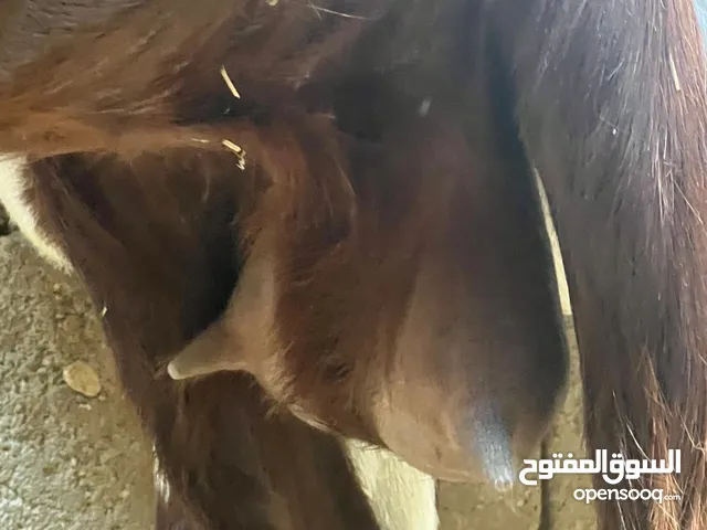 صخلة شامية حلابة ومضرع مال بيت شرط