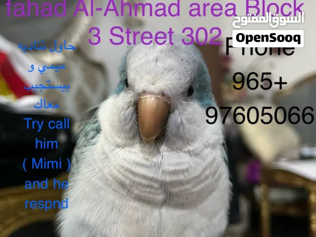 مفقود كويكر بمنطقه فهد الأحمد / quaker parrot lost in Fahad Al-Ahmad