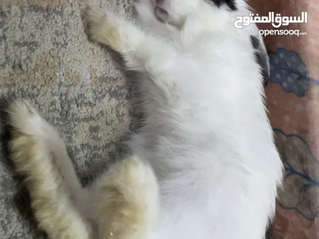 اكل ارانب للبيع السعر حسب الكميه ااذا تبغيه كيلو او جرام