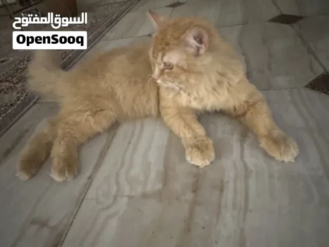 قط للبيع جميل جدا  A very beautiful cat for sale