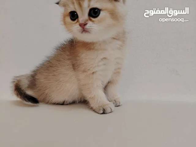 سكوتش فولد جولد بيرفكت ny11 pure متاحين للحجز في الشارقة