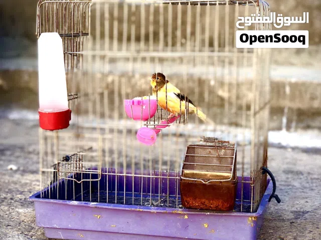 عصفور بلقرادي فرخ عمنولكيف بادي يغني