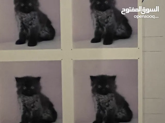 شيرازي للتبني cat available