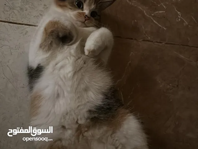 Cat giving away for free