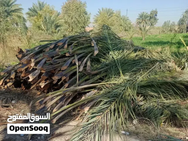 سعف خوص النخيل  عطر الرحمان