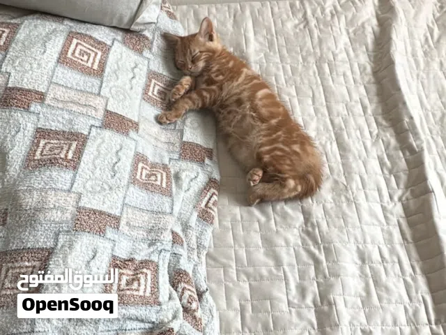 قط الأم تركي و الاب سيبيري للتبني بدون مقابل