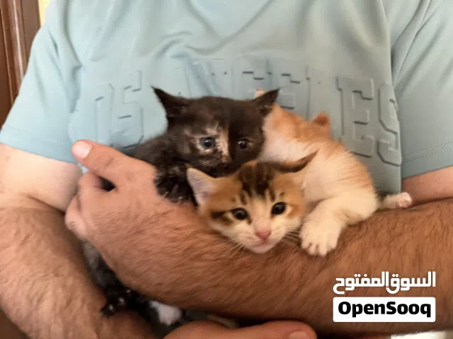 Kittens available now