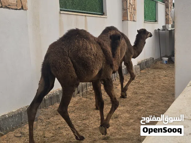 2 حوار وطني اللبيع متوفر البيع بالطرف ربي ايبارك