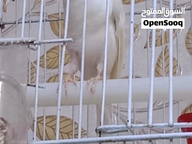 كناري نثيه للبيع اقرا الوصف