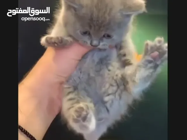 قطط سكوتش فولد