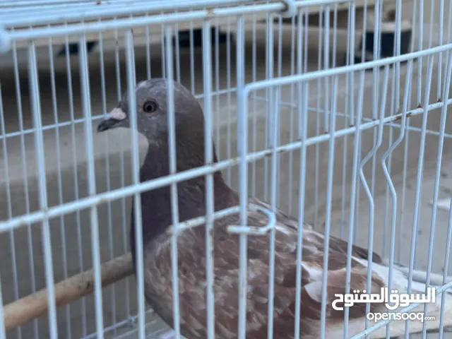 حمام زاجل للبيع