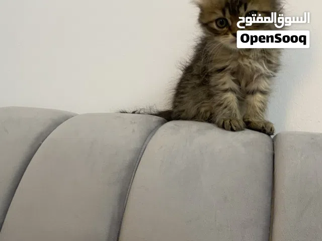 قطط شيرازيه صغيره للبيع