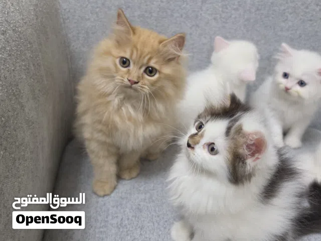 Male Pure Quality home born kittens