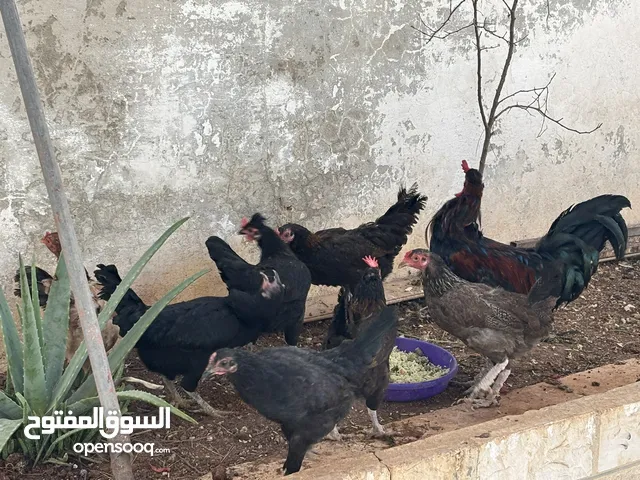 قفص مع الدجاج بسعر مغري جدا