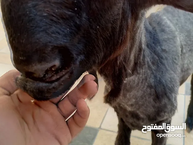 بسم الله ماشاء الله جدي وسخلة شاميات عمر خمس شهور
