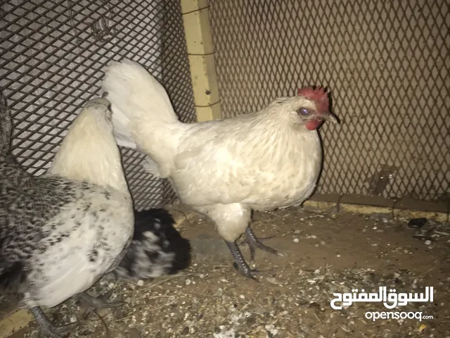 دجاجتين عربية اصلية ربي ايبارك