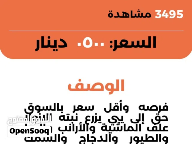 علف وبدائل العلف. دواجن. غنم. طيور. جميع الأنواع.. أزولا