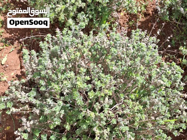 Farm Land for Sale in Ajloun Sakhra