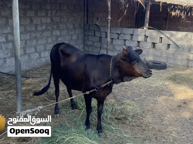 للبيع بقره باكستانيه