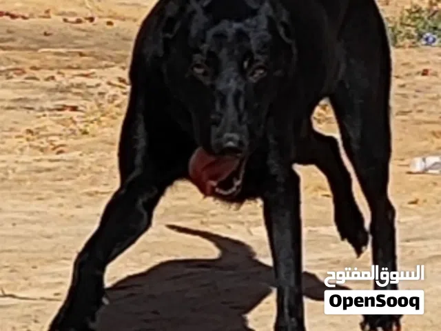 أنتي مالينوا