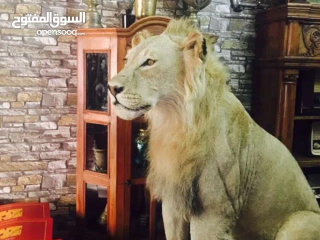 ديكور اسد Decor lion